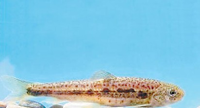 “裸体鱼”销声匿迹数十年现身高黎贡山