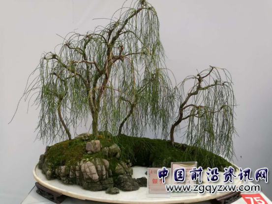 沭阳花木:洋专家掌舵、土专家撑船,唱红花天海地