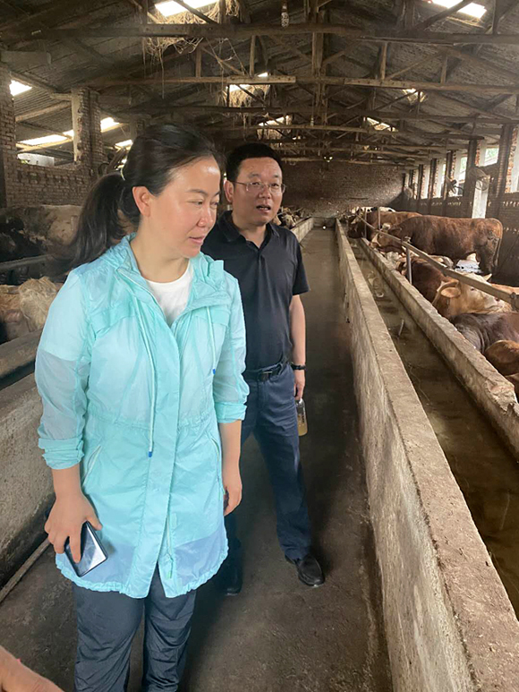 大邑县长连华到金牧粮草种养循环产业基地考察调研